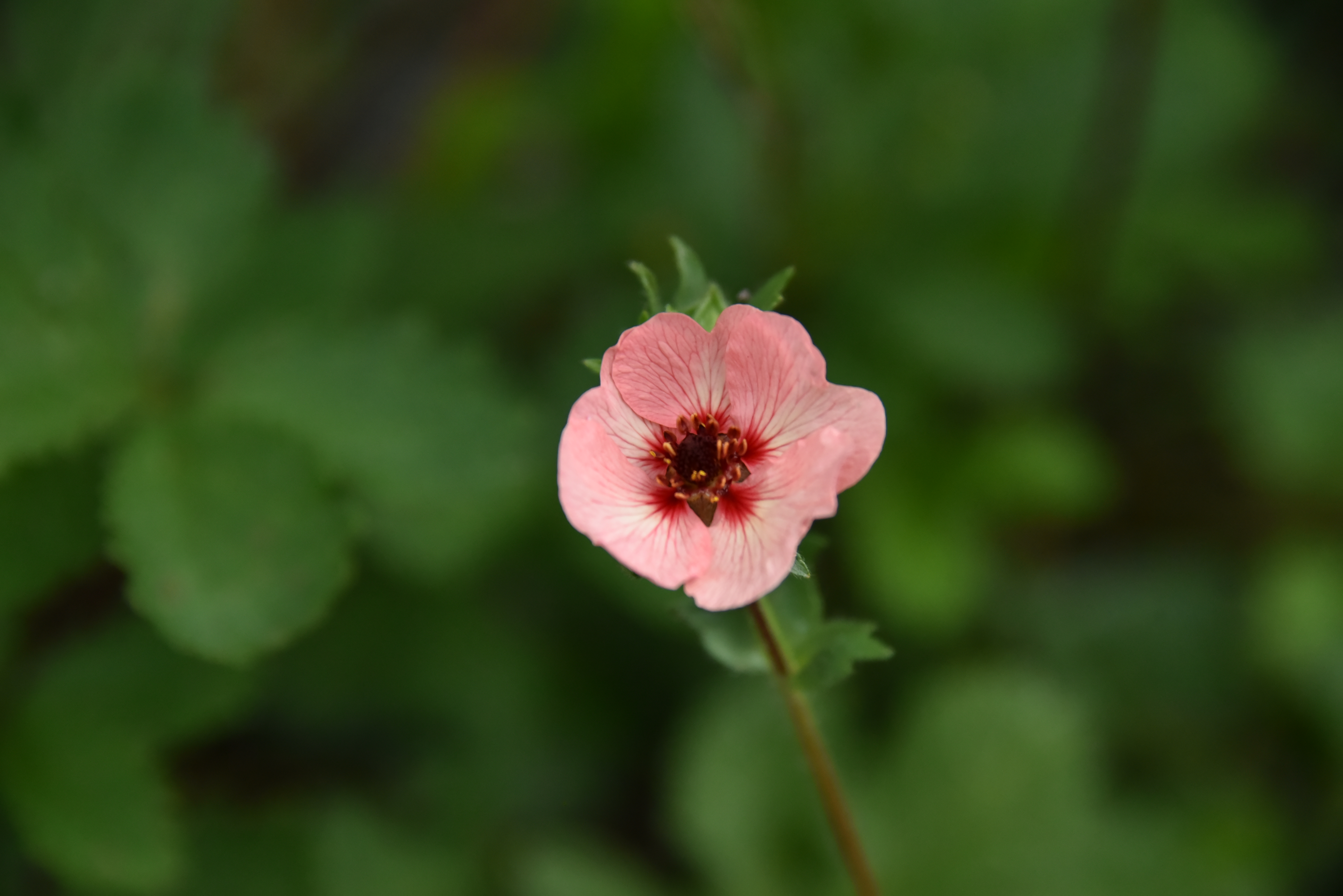 Potentilla x hopwoodiana bestellen